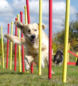 Trainen & opvoeden